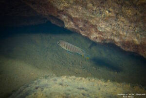Tropheops sp. 'red fin' Hongi Rocks